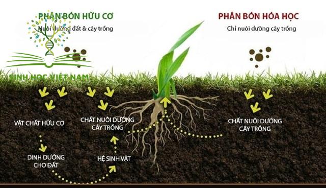 Phan bon huu co va phan bon hoa hoc deu la nguon cung cap dinh duong cho cay trong min